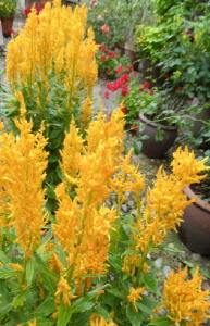 크기변환_크기변환_사본 -SAM_4018.jpg