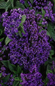 크기변환_크기변환_사본 -DSC_0738.jpg