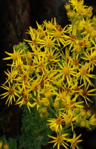 크기변환_크기변환_사본 -DSC_0998.jpg