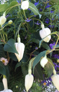 크기변환_크기변환_사본 -사본 -KakaoTalk_20140825_111644363.jpg