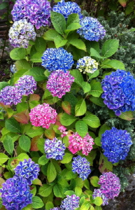 크기변환_크기변환_사본 -IMG__9771.jpg