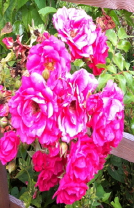 크기변환_크기변환_사본 -IMG__9815.jpg