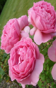 크기변환_크기변환_사본 -SAM_3517.jpg