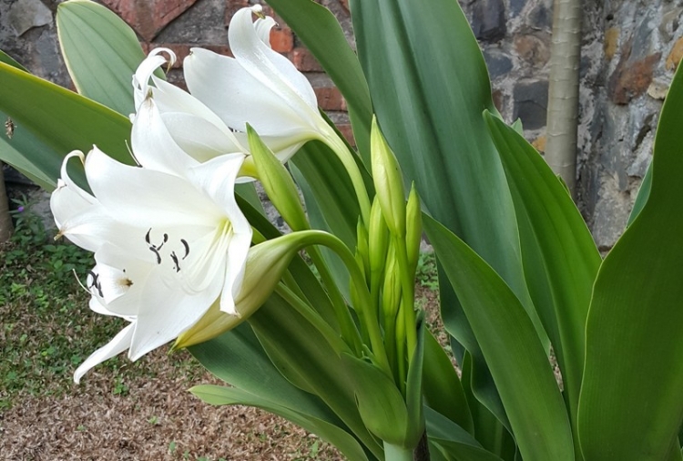 정원의 하얀꽃 2 줄임.jpg