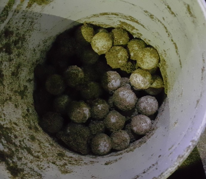 5 -1그릇에 담긴 거북이 알.jpg