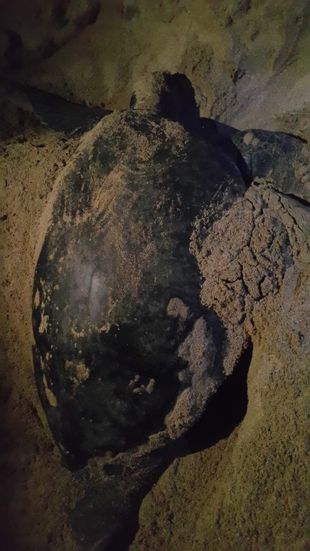 7-1 산란 후 뒷처리.jpg