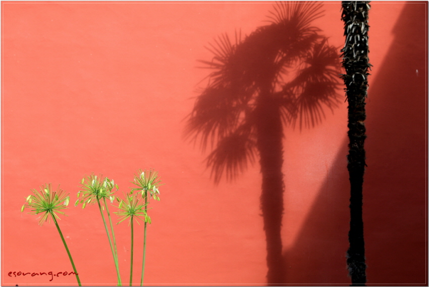 연붉은 벽과 식물의 조화