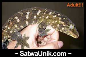 giantgecko.jpg