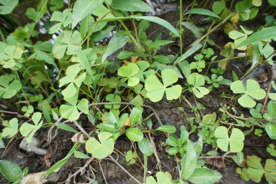 네잎클로버 가득, 행운 가득