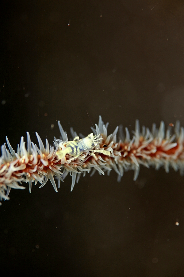 산호에 기생하는 새우류..