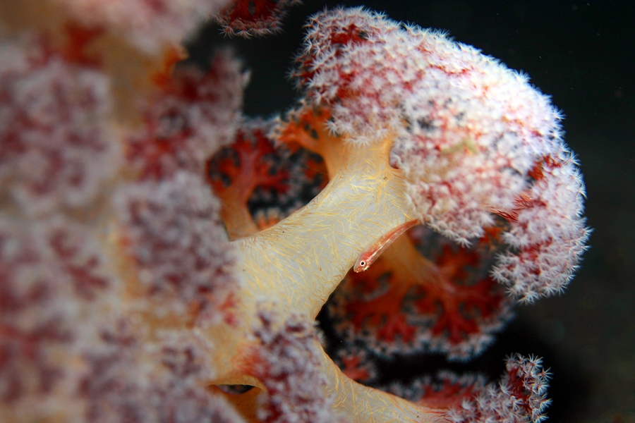 연산호에 공생하는 작은 고기 입니다, 너무 작은 고기...