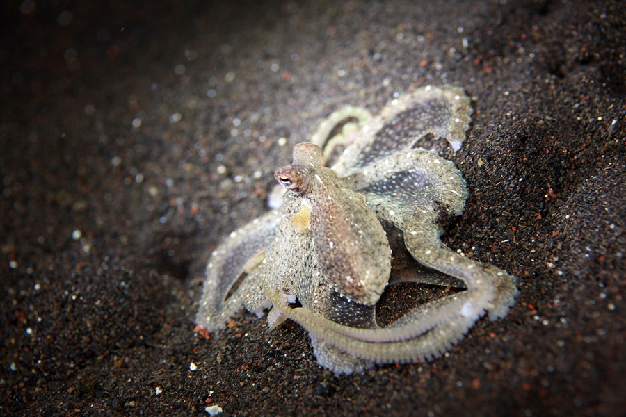 세발낙지... 맛.있.는....