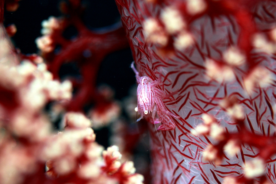 역시 연산호에 공생하는 계류 입니다..