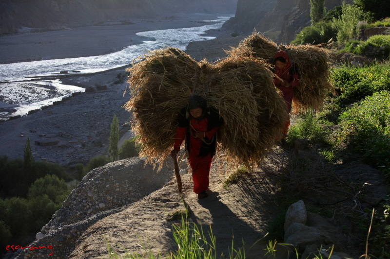 보리 집단 짊어지고 