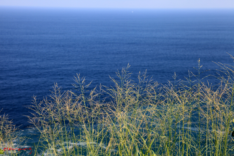 갈대 우거진 울루와뚜 바다