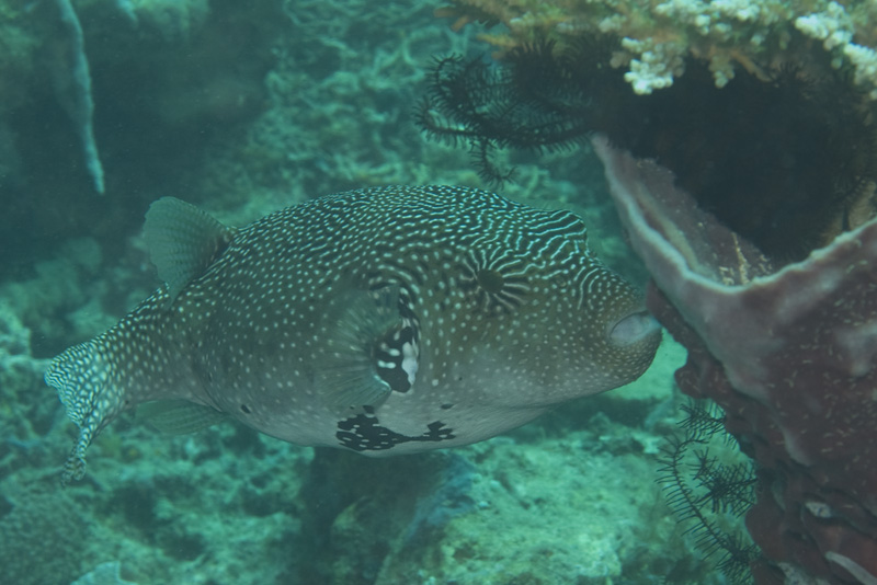 어디서 많이 본듯한....경험상 큰고기는 다가가도 잘 도망안간다는....