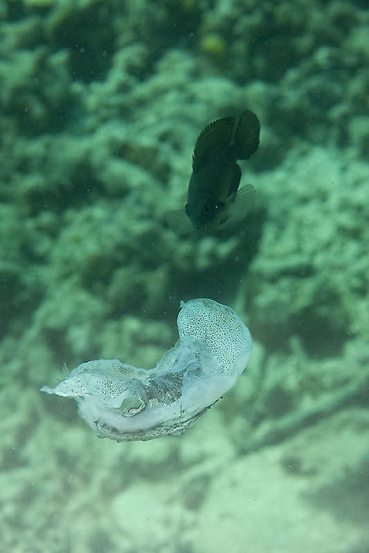저게 뭔가요....암만봐도 위에서 회뜨고 버린 오징어 같아요.