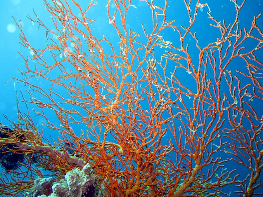 색감이 화려한 산호..