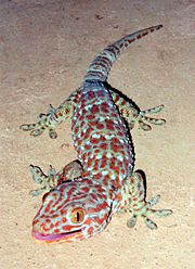 tokay_gecko.jpg