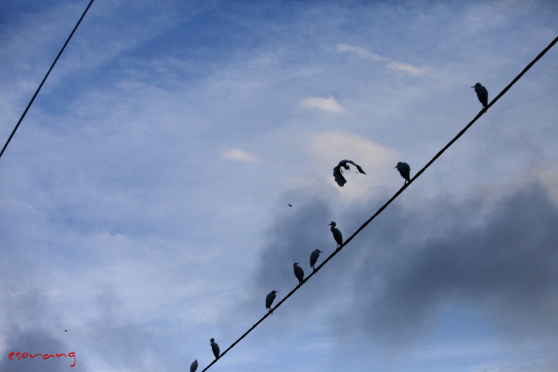 해가지고 돌아오는 새들