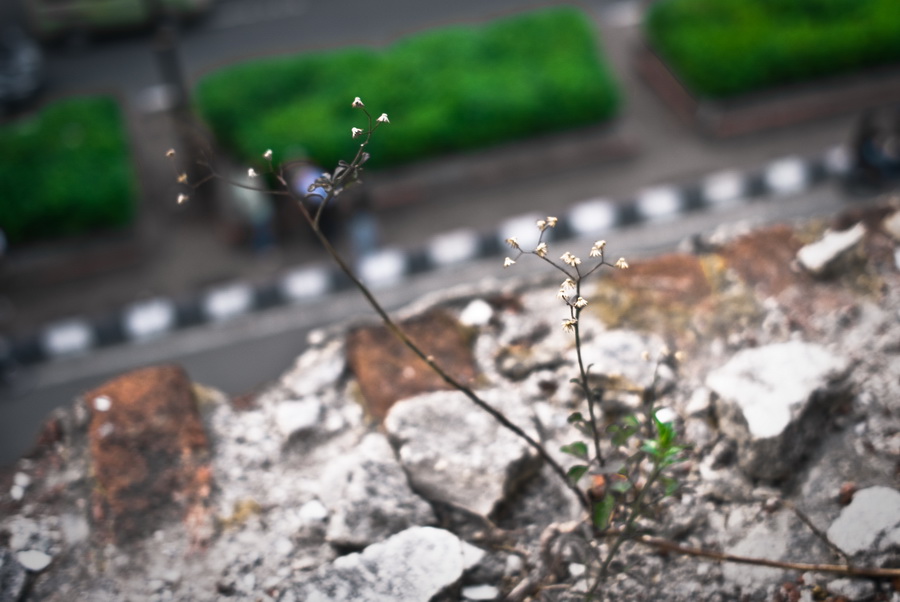 아주 오랜 건물.. 흥망성쇠가 다한 그 곳에도 이렇게 새로운 생명은 자라나고 있었습니다..