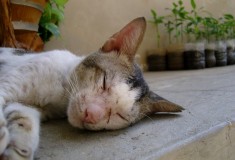 상처투성이 냥이의 늘어진 단잠