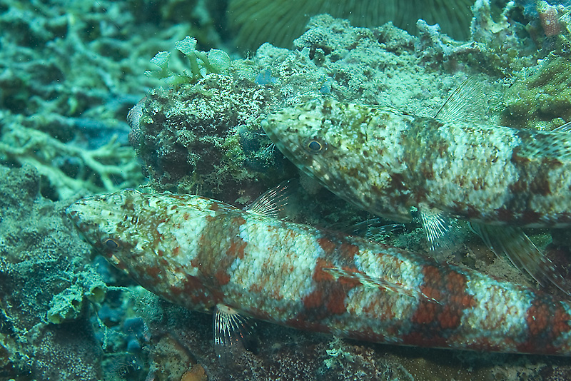 커플이군요...음 부럽...