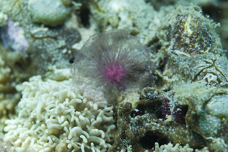 이건 뭔지....흐미 초점 잘 안잡히더라구요.