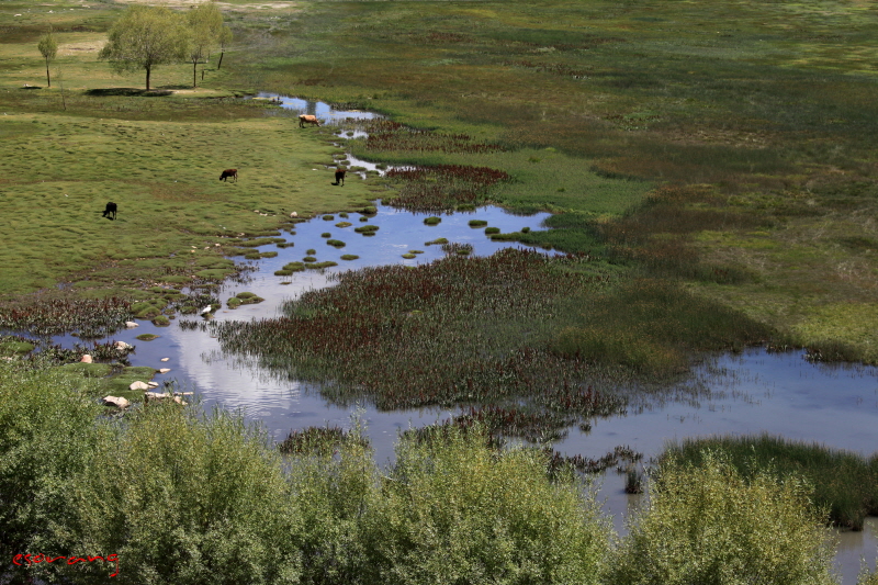 소들의 패러다이스